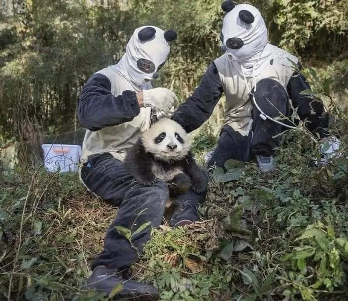 Two people in panda costumes handling a young panda in a forest for important animal images.