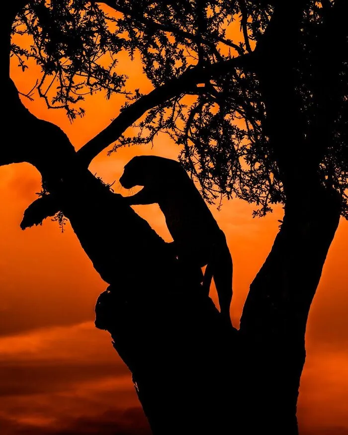 This Photographer Captured 30 Breathtaking Animal Silhouettes At Golden Hour