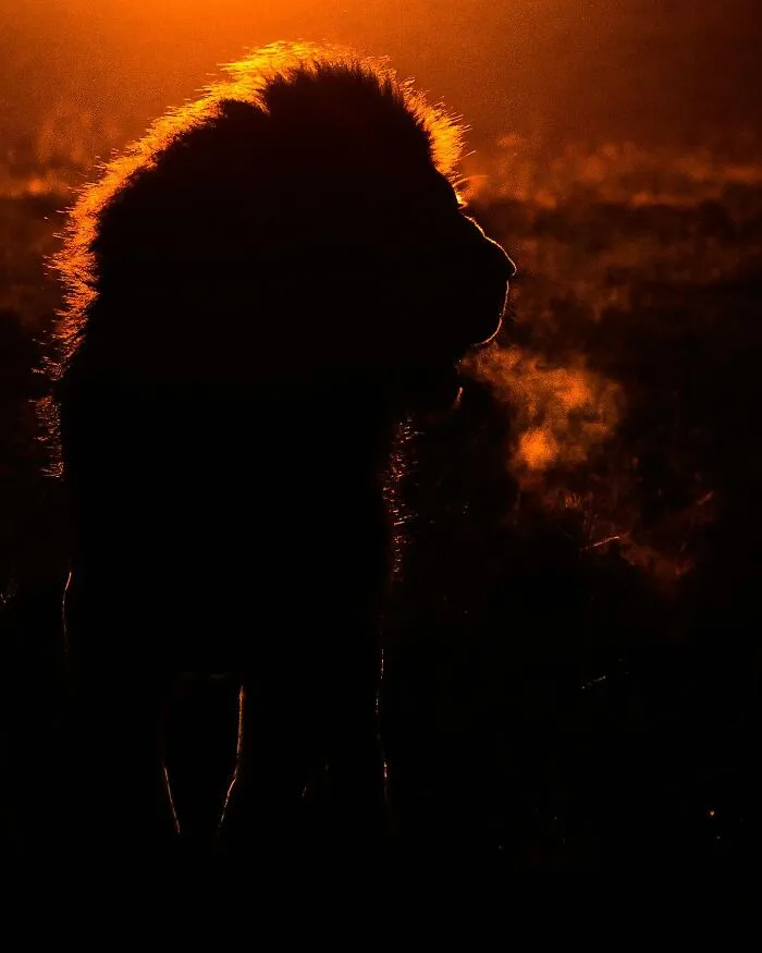 This Photographer Captured 30 Breathtaking Animal Silhouettes At Golden Hour