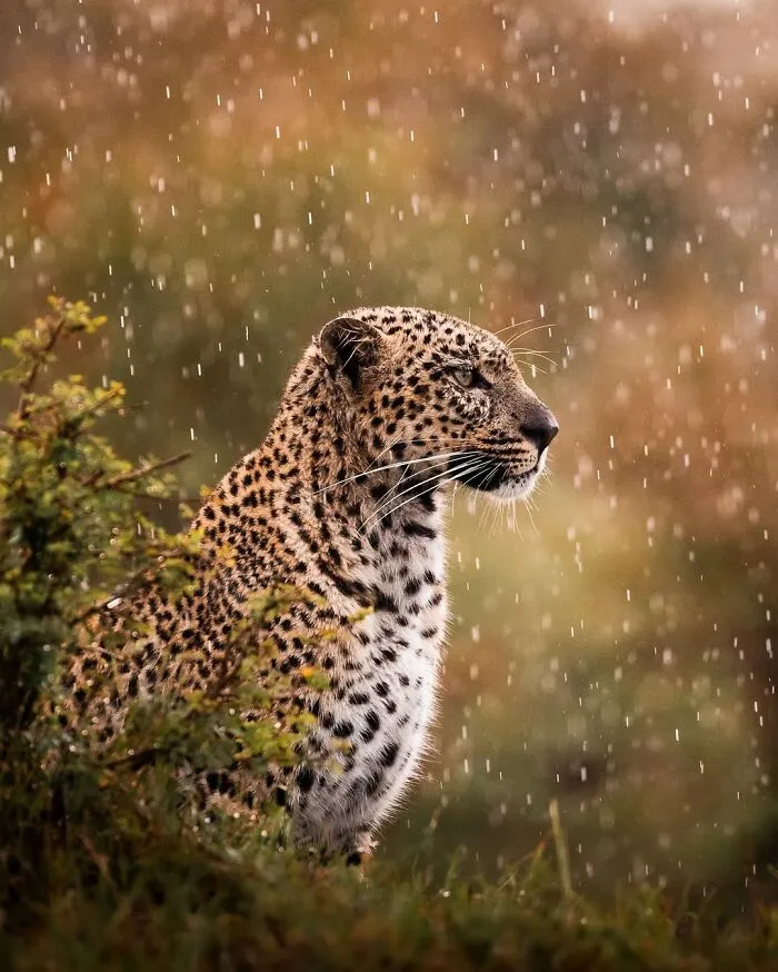 41 Times This Photographer Was At The Right Place At The Right Moment In The Wild