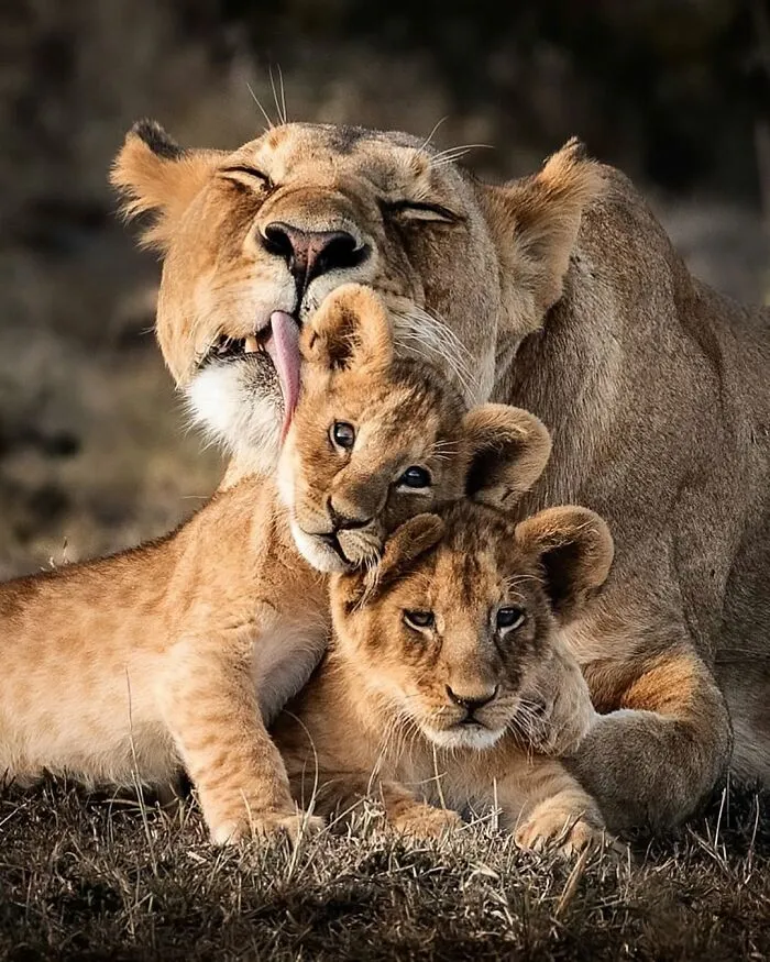 41 Times This Photographer Was At The Right Place At The Right Moment In The Wild