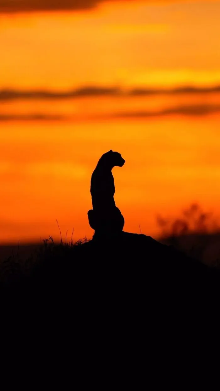 This Photographer Captured 30 Breathtaking Animal Silhouettes At Golden Hour