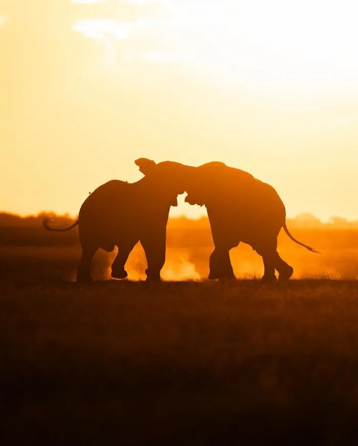 This Photographer Captured 30 Breathtaking Animal Silhouettes At Golden Hour