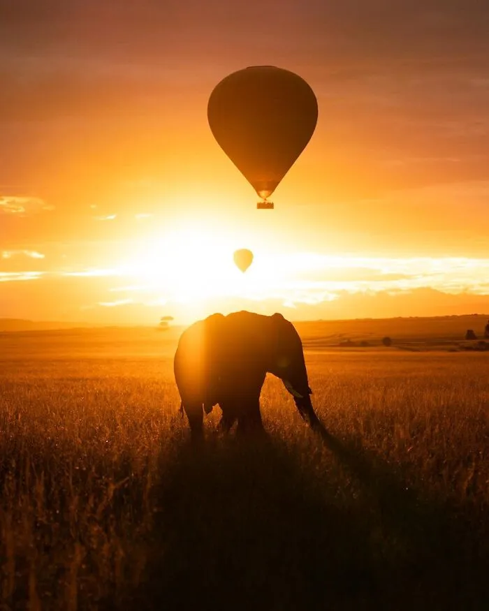 This Photographer Captured 30 Breathtaking Animal Silhouettes At Golden Hour