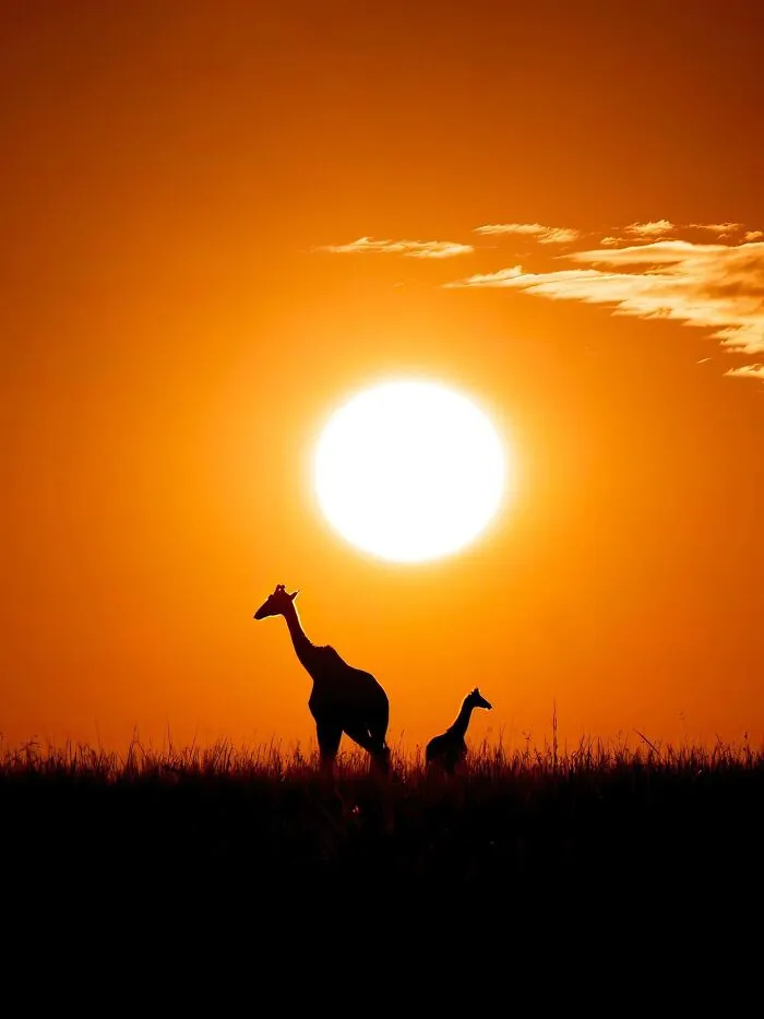 This Photographer Captured 30 Breathtaking Animal Silhouettes At Golden Hour