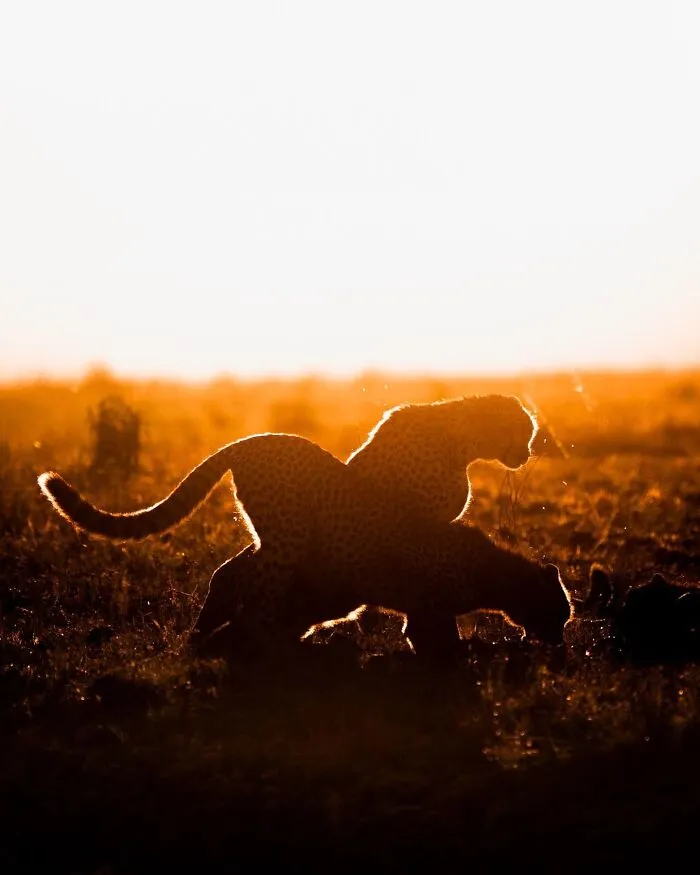 This Photographer Captured 30 Breathtaking Animal Silhouettes At Golden Hour