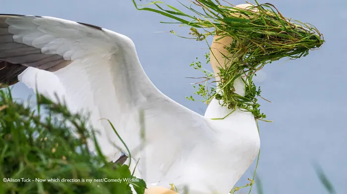 "Now Which Direction Is My Nest?" By Alison Tuck, UK