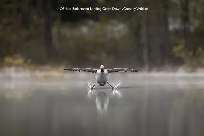 "Landing Gears Down" By Erkko Badermann, Finland