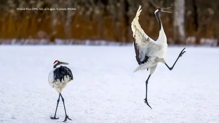 "Omg He’s At It Again!" By David Rice, USA