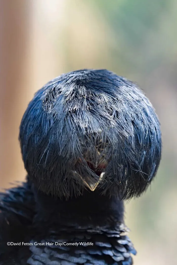 "Great Hair Day" By David Fetters, UK