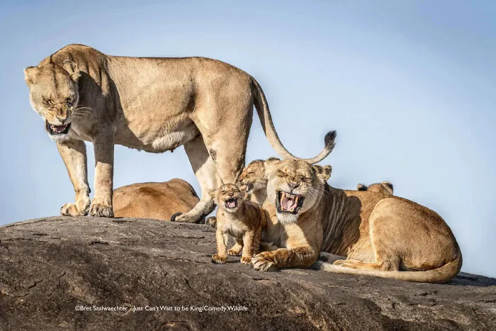 "I Just Can’t Wait To Be King" By Bret Saalwaechter, USA