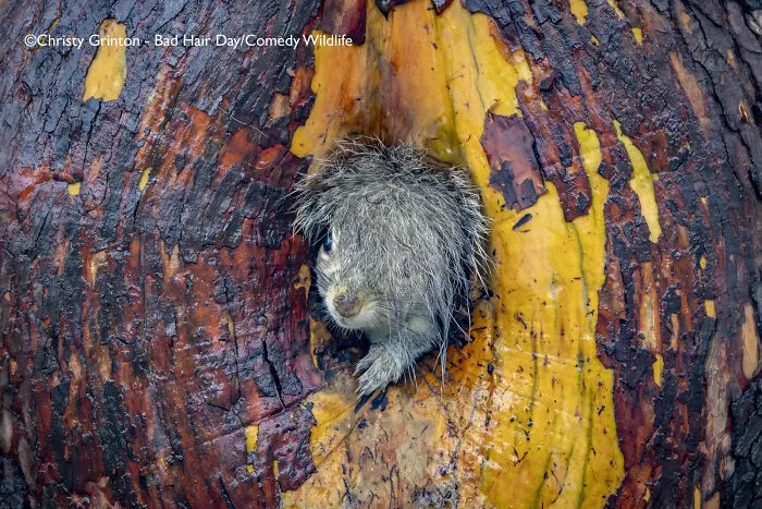 "Bad Hair Day!" By Christy Grinton, Canada