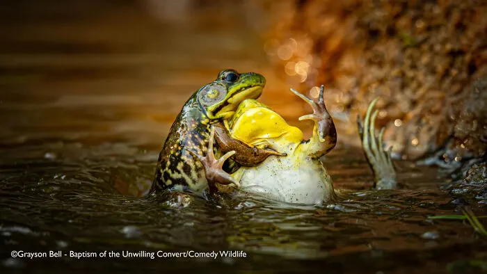 "Baptism Of The Unwilling Convert" By Grayson Bell, USA