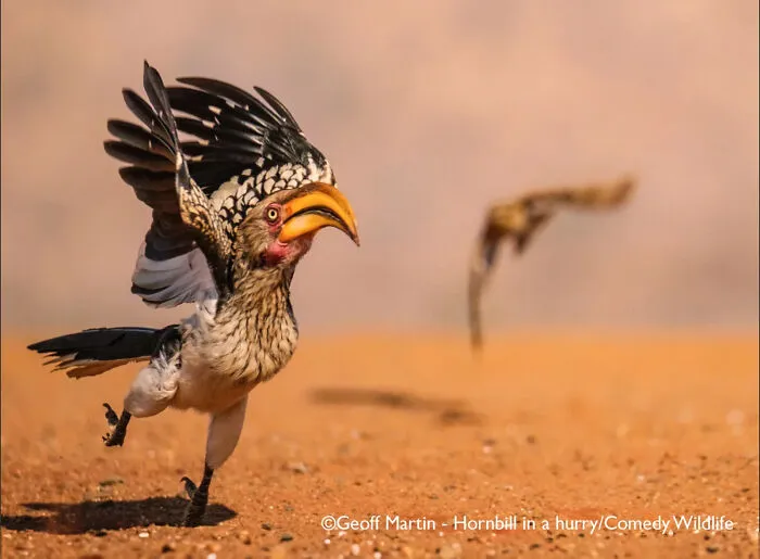 "Hornbill In A Hurry" By Geoff Martin, UK