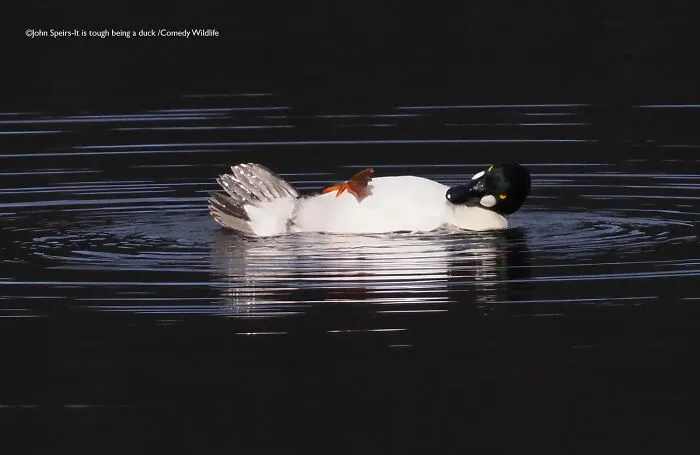 "It Is Tough Being A Duck" By John Speirs, UK