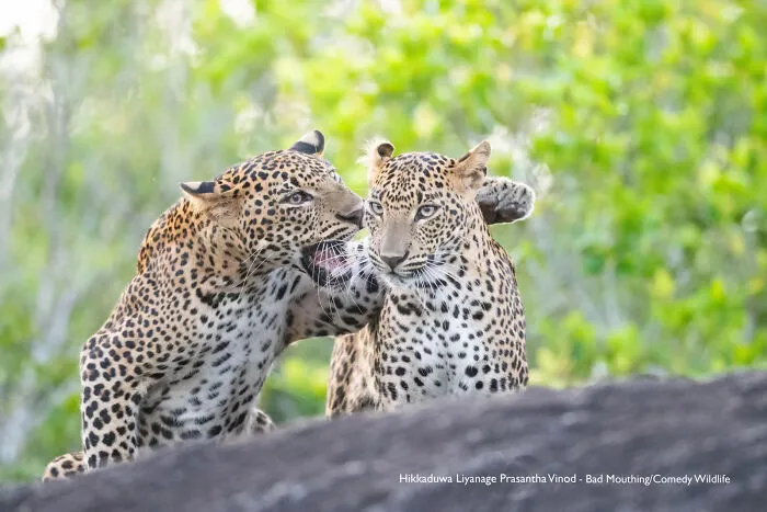 "Bad Mouthing" By Hikkaduwa Liyanage Prasantha Vinod, Sri Lanka