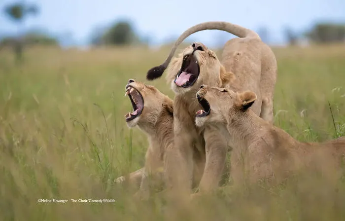 "The Choir" By Meline Ellwanger, USA
