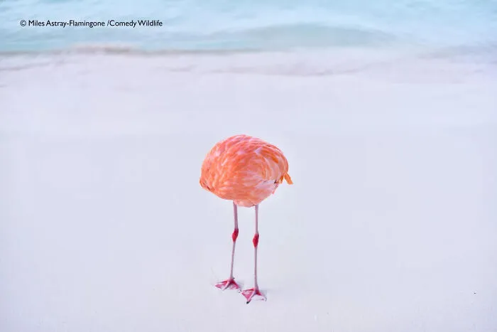 "Flamingone" By Miles Astray, Canada