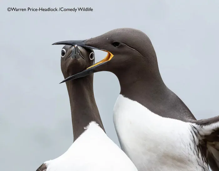 "Headlock" By Warren Price, UK