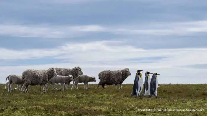 "Pied Piper Of Penguins" By Ralph Robinson, USA