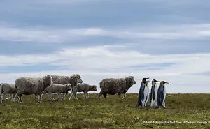From Clumsy Birds To Dramatic Frogs, These 2025 Comedy Wildlife Photos Are Priceless (40 Pics)