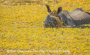 From Clumsy Birds To Dramatic Frogs, These 2025 Comedy Wildlife Photos Are Priceless (40 Pics)