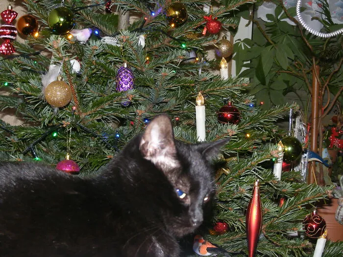 Baghira Supervising The Christmas Tree
