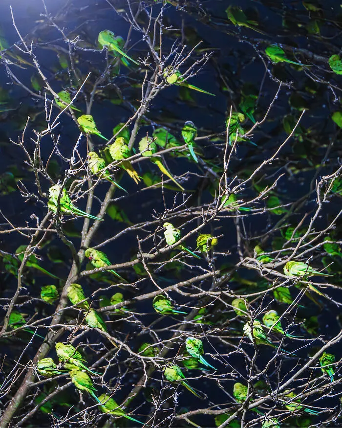 I Thought Winter Had Turned Green In London, Until I Realized It Was A Thousand Parakeets (35 Pics)