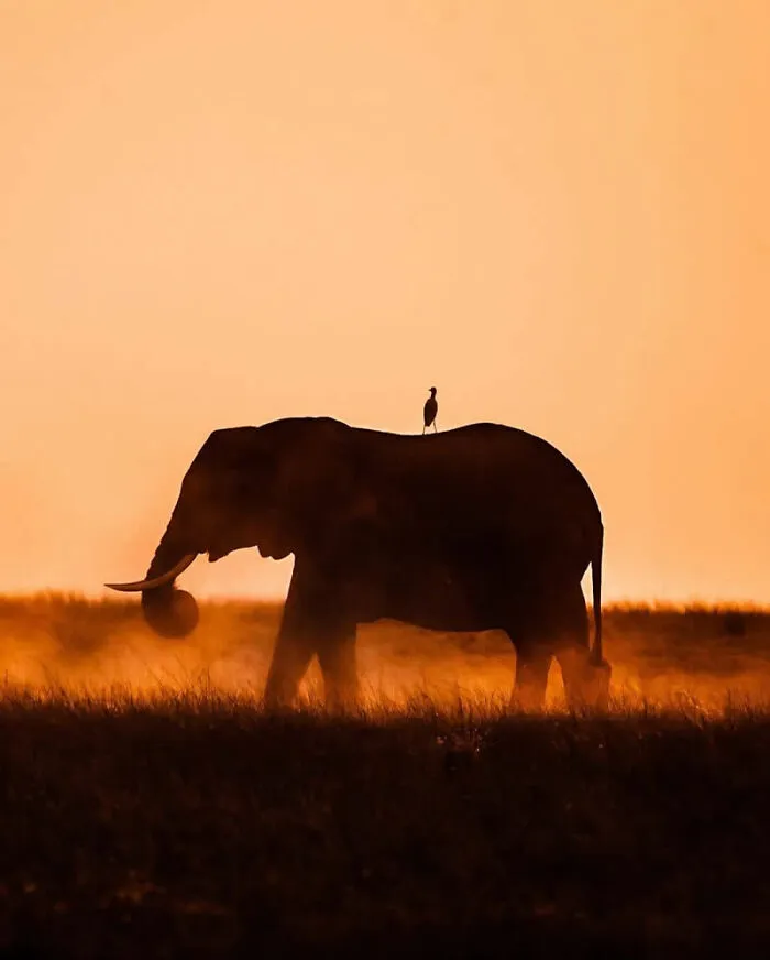 This Photographer Captured 30 Breathtaking Animal Silhouettes At Golden Hour