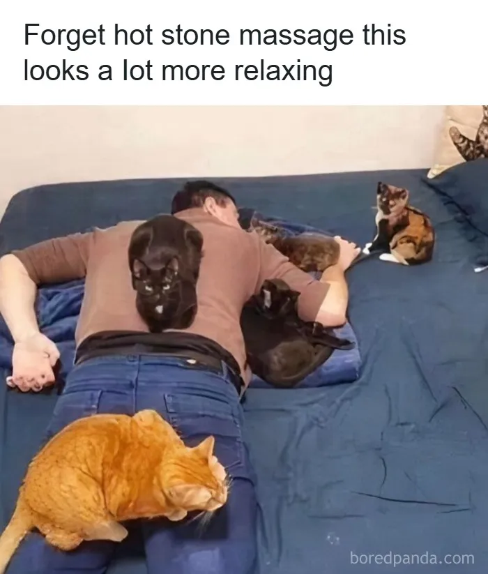 50 Times Cats Were So Funny People Just Had To Meme Them