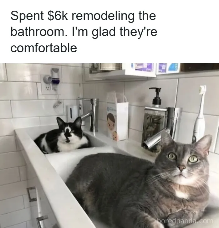 50 Times Cats Were So Funny People Just Had To Meme Them