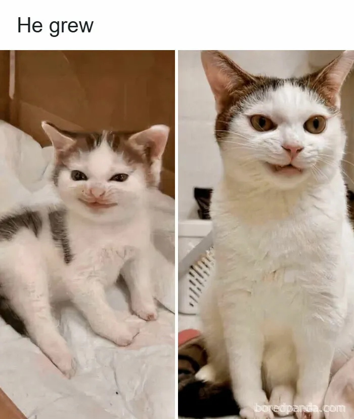 50 Times Cats Were So Funny People Just Had To Meme Them