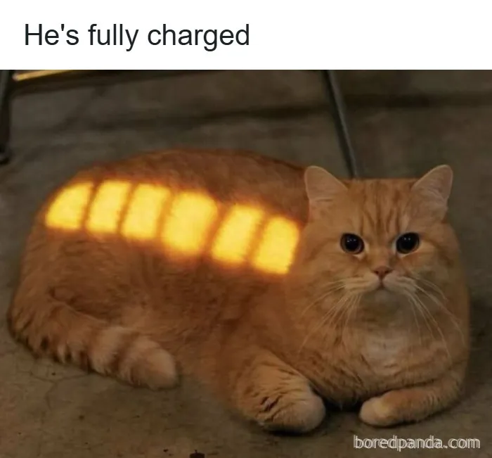 50 Times Cats Were So Funny People Just Had To Meme Them