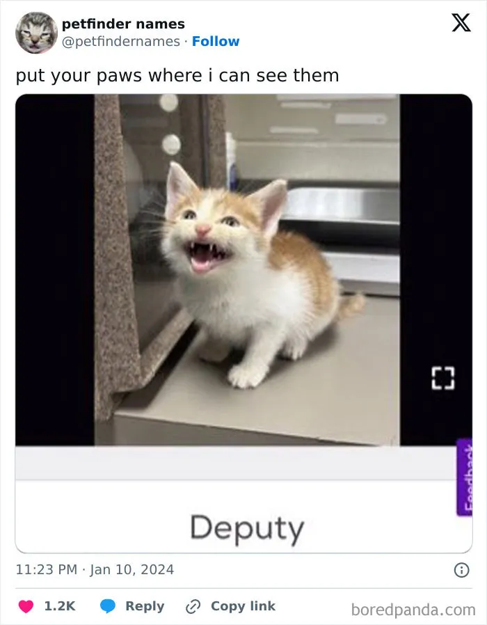 50 Times Pet Names Were So Good They Deserved An Award
