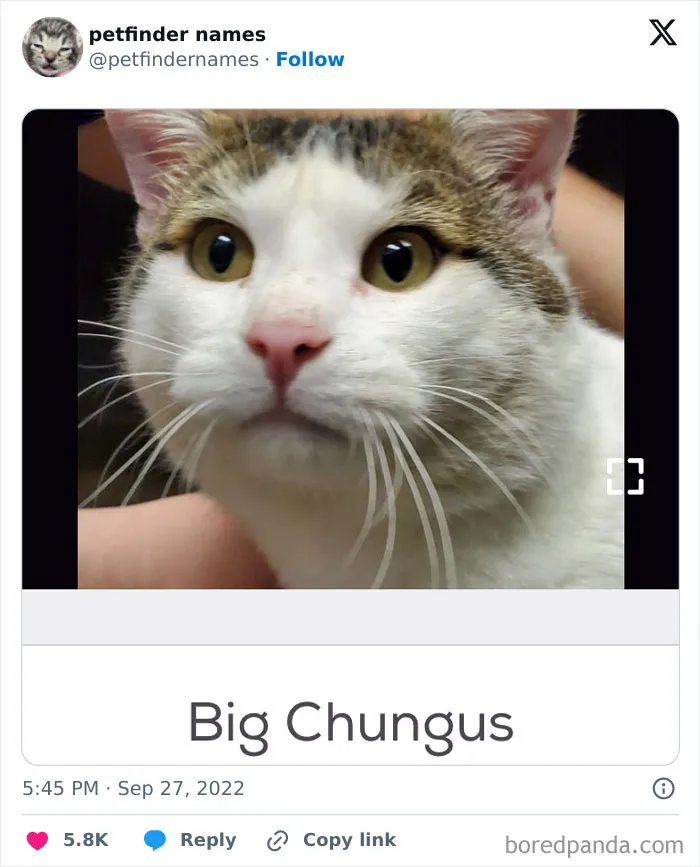 50 Times Pet Names Were So Good They Deserved An Award