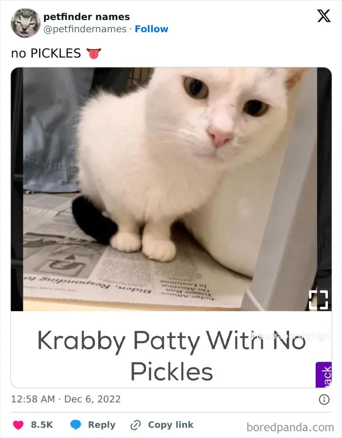 Funny-Pet-Animal-Names