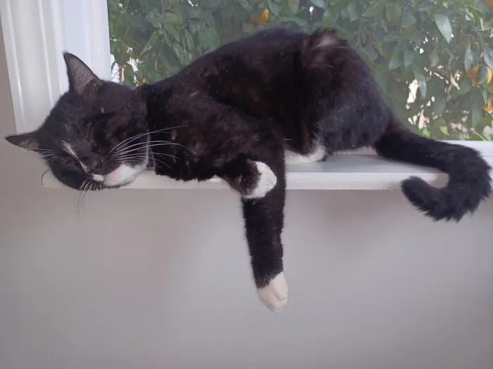 "When You Sleep, Sleep Soundly" Cappy