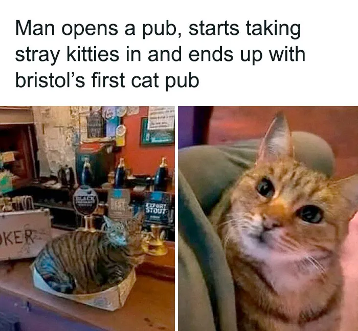 84 Pics That Prove Cats Are Little Jerks You Just Can’t Be Mad At