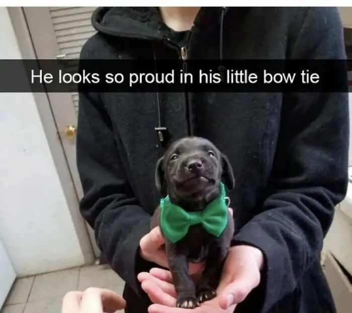 People Are Sharing Their Cute Dog Pics And The Internet Thanks Them For These 78 Snaps