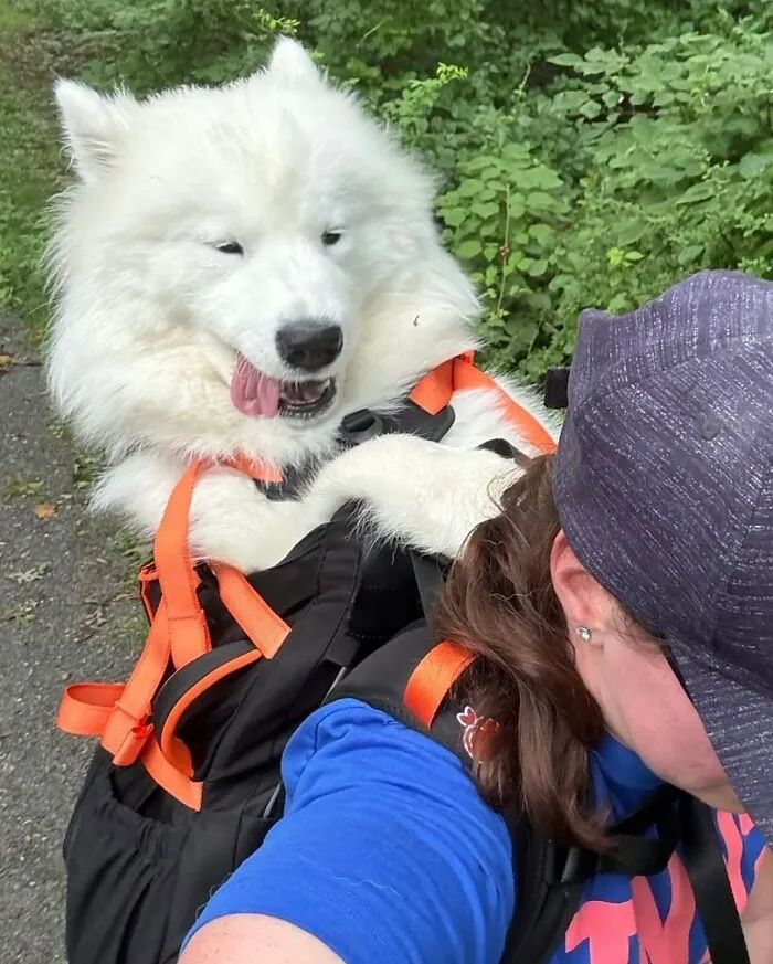 44 Wholesome Photos Of Pups Being Carried Through Cities In Backpacks