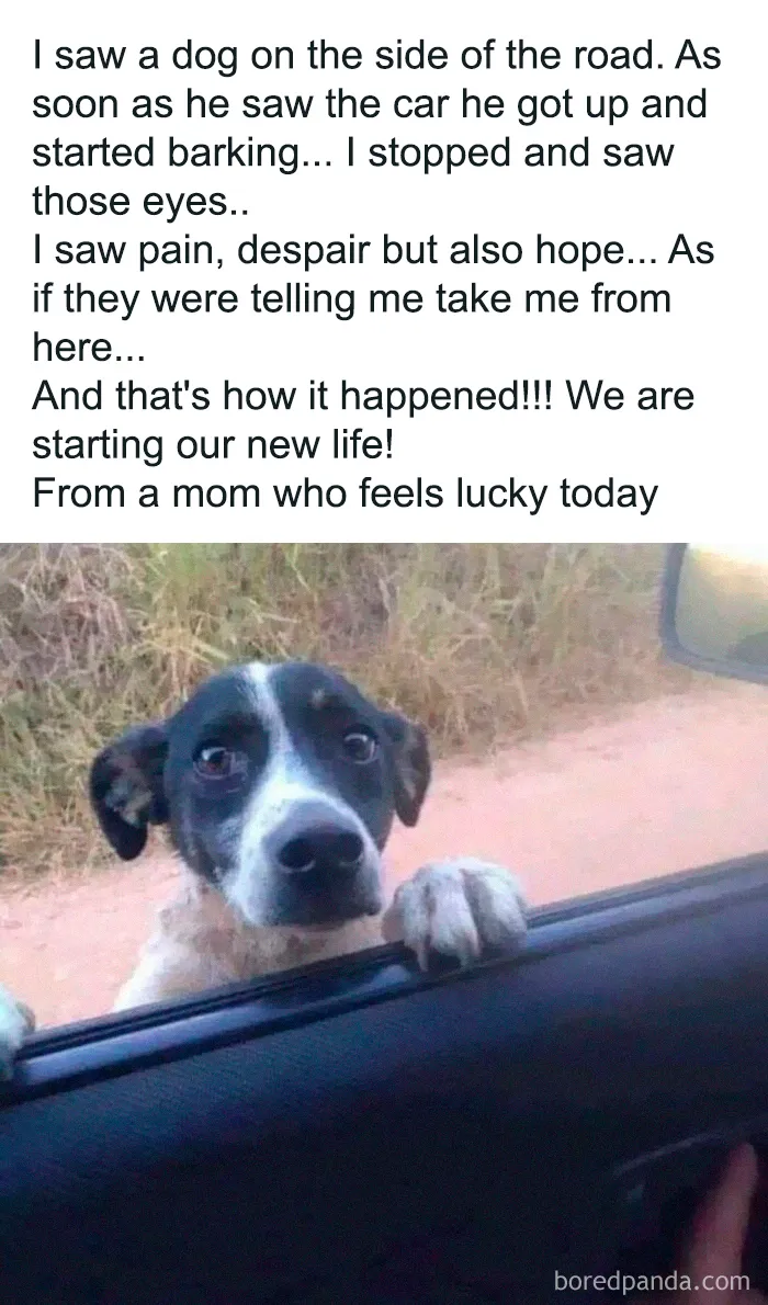 People Are Sharing Their Cute Dog Pics And The Internet Thanks Them For These 78 Snaps