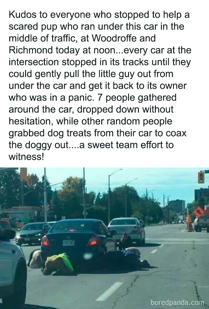 People Are Sharing Their Cute Dog Pics And The Internet Thanks Them For These 78 Snaps