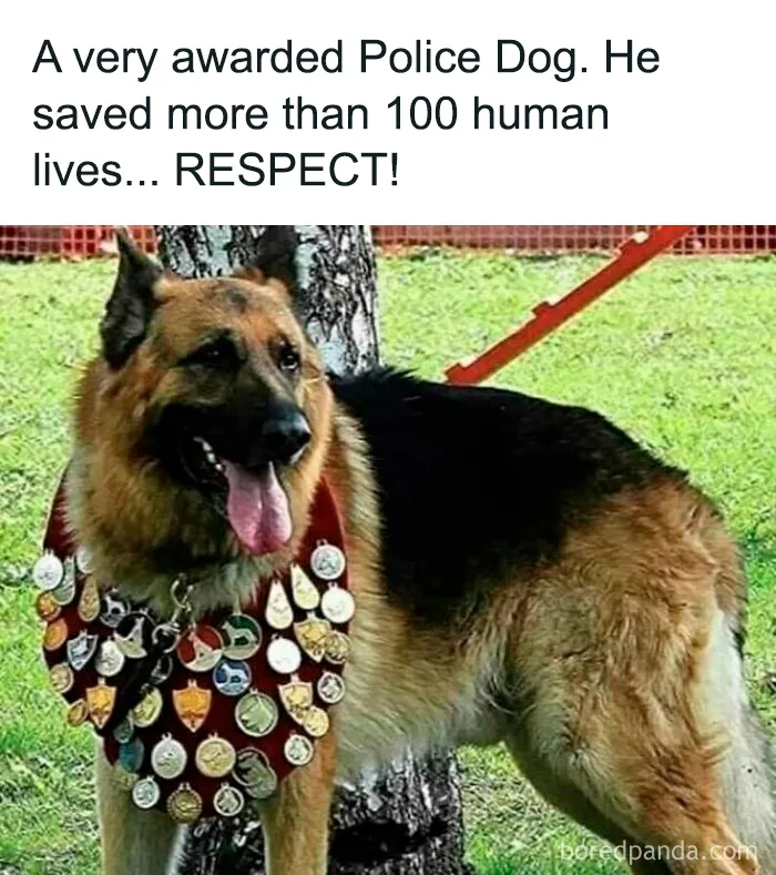 People Are Sharing Their Cute Dog Pics And The Internet Thanks Them For These 78 Snaps