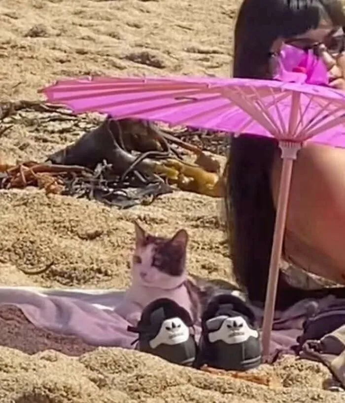 Cat relaxing under a pink umbrella on sandy beach, next to woman and playful animal moment caught on camera.