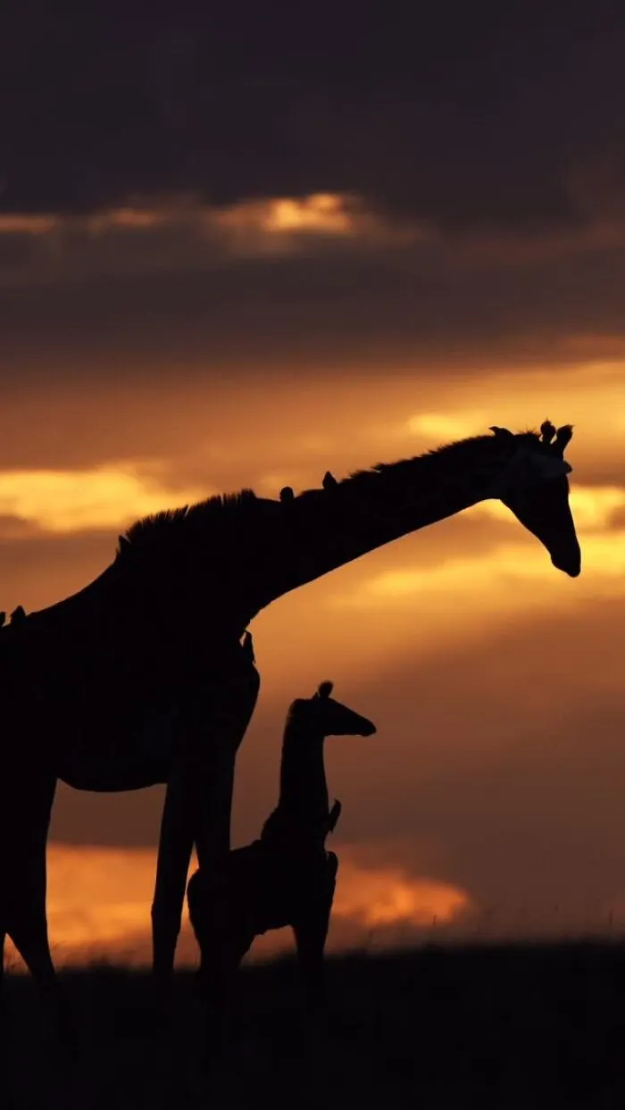 This Photographer Captured 30 Breathtaking Animal Silhouettes At Golden Hour