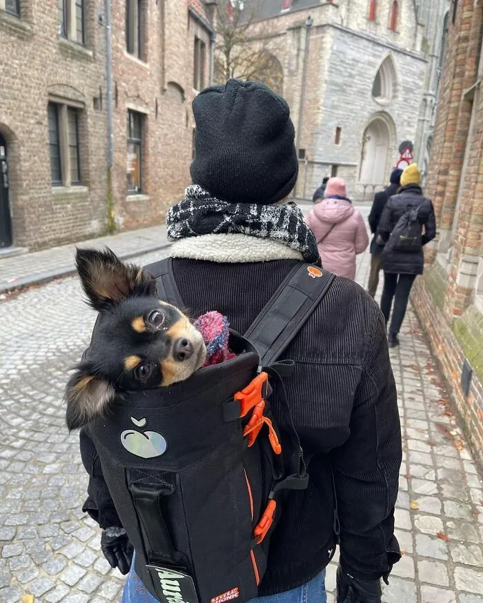 44 Wholesome Photos Of Pups Being Carried Through Cities In Backpacks