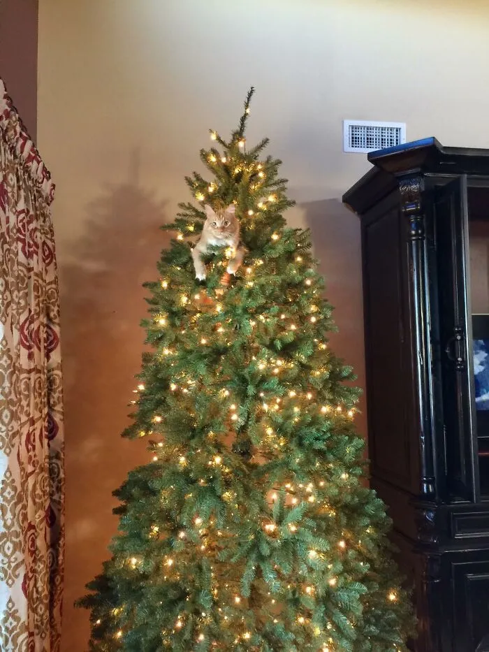 84 Pics That Prove Cats Are Little Jerks You Just Can’t Be Mad At