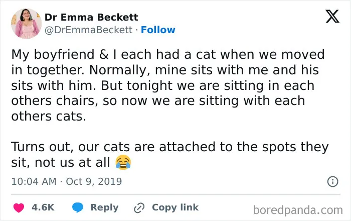 50 Times Cats Were "Weird Little Guys" And Got Featured On This Popular IG Account (New Pics)