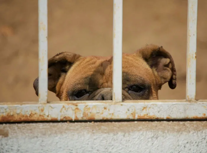 Dog with tired eyes peeking through rusty metal bars, evoking feelings from people who couldn't sleep after time in the woods.