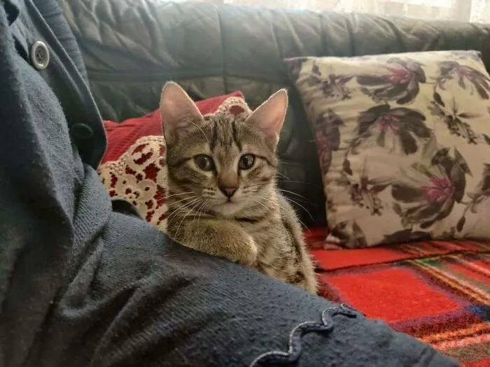Tabby cat sitting on a colorful Eastern European style blanket with patterned pillows in a cozy living room.